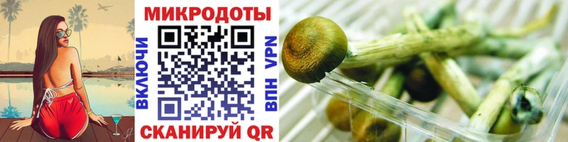 Псилоцибиновые грибы Psilocybe  Красный Холм 